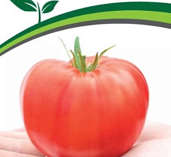 Томат Бабушкино