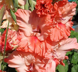 Гладиолус (гофрированный) - Корал Краш