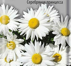 Ромашка (нивяник) Наибольший Серебряная принцесса