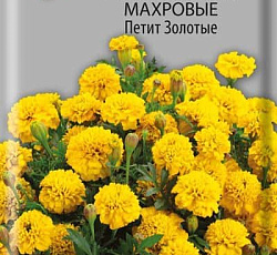 Бархатцы отклоненные махровые Петит золотые