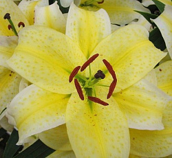 Лилия (восточная) - Брейк-данс