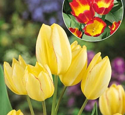 Тюльпан (Многоцветковый) - Антуанетта