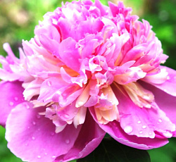 Пион (травянистый) - Сорбет