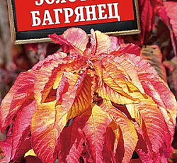 Амарант Золотой багрянец
