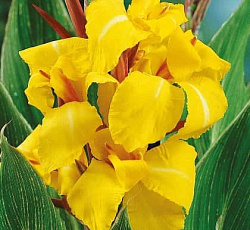 Канна (пестролистная) - Страйпт Бьюти