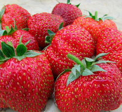 Клубника (земляника) садовая Елизавета 2