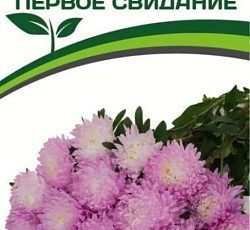 Астра китайская Первое Свидание (Хризантелла)