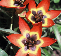 Тюльпан (Ботанический) - Литтл Принцесс