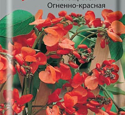 Фасоль вьющаяся Огненно-красная