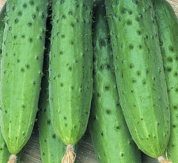 Огурец Апрельский F1