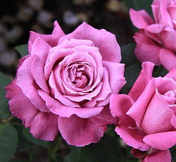 Роза (чайно-гибридная) - Виолет Парфюм