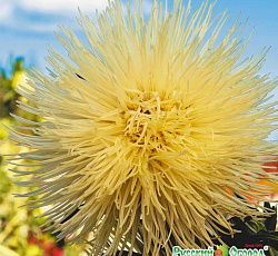 Астра Топаз Русский размер