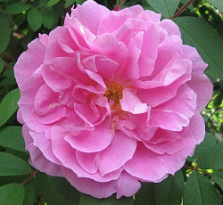 Роза (канадская парковая) - Тереза Багнет