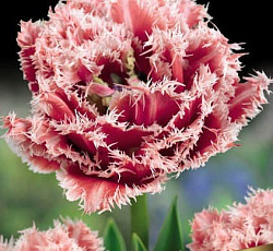 Тюльпан (Бахромчатый) - Брест