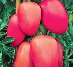 Томат Столыпин