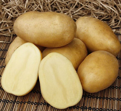 Картофель Импала (ЭЛИТА)