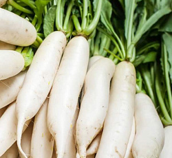 Дайкон Японский белый длинный