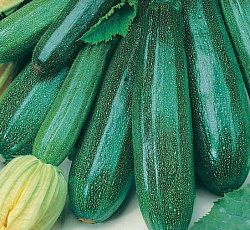 Кабачок Изумруд