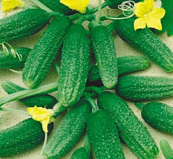 Огурец Патти F1