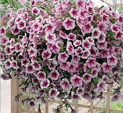 Петуния ампельная Опера Лиловая