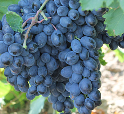 Виноград (бессемянный) - Аттика