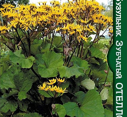 Бузульник зубчатый Отелло