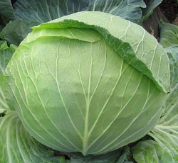 Капуста белокочанная Голова садовая
