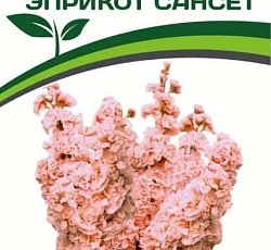 Маттиола срезочная махровая Эприкот Сансет