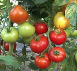 Томат Красная гвардия F1