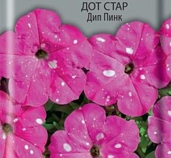 Петуния мультифлора Дот Стар Дип Пинк