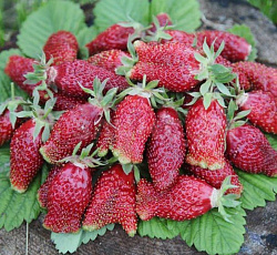 Клубника (земклуника) Купчиха