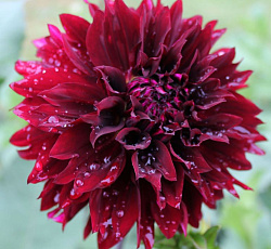 Георгина (бахромчатая) - Кенора Макоп-Би