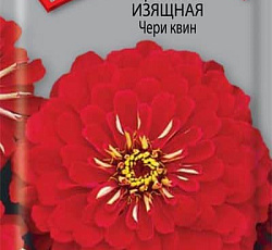 Цинния изящная Чери квин