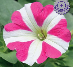 Петуния крупноцветковая Танго Розовая с белой звездой