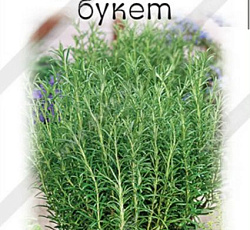 Розмарин лекарственный Ароматный букет