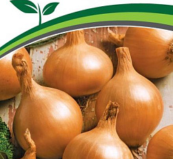 Лук репчатый Кантри F1