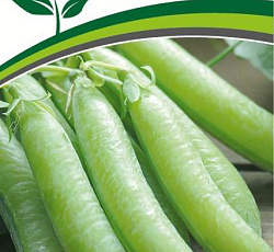 Горох Сомервуд