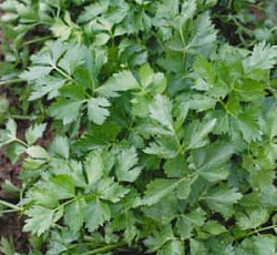 Петрушка листовая Бутербродная