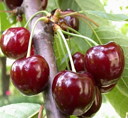 Черешня - Валерий Чкалов