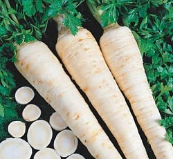 Петрушка корневая Сахарная