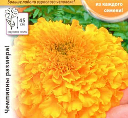 Бархатцы Золотые F1 Русский размер