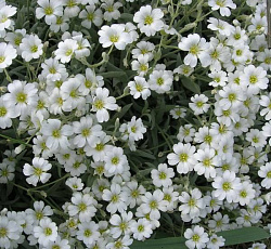 Ясколка войлочная Хрустальный водопад