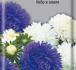 Астра Аполлония Небо и земля