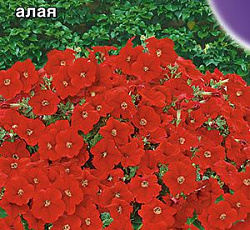 Петуния Джоконда мини Алая F1