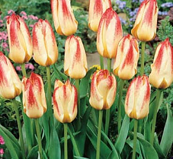 Тюльпан (Грейга) - Эддис