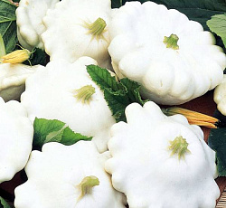 Патиссон Белые 13