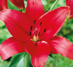 Лилия (ЛА-гибрид) - Фанжио