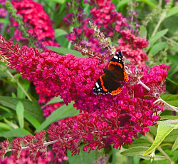 Буддлея Давида - Ройал Ред