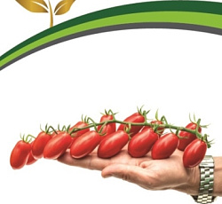 Томат черри Ваше благородие F1