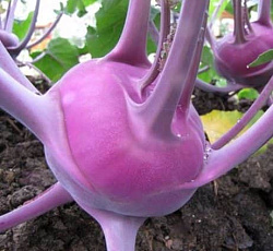 Капуста кольраби Венская голубая